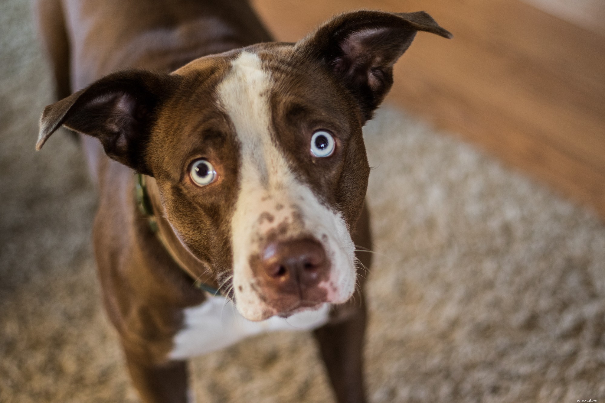 Hundar och marijuana:Är potten giftigt för din hund?