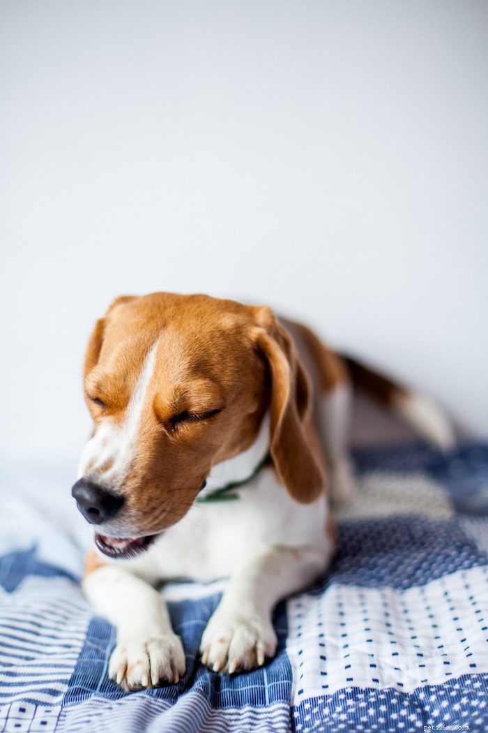 Waarom niezen honden - en wat moet je eraan doen?