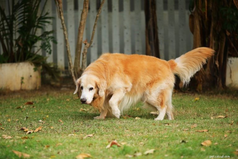 Motion för äldre hundar