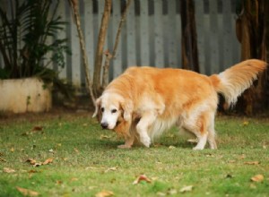 Exercício para cães idosos