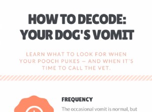 O que significa se meu cachorro vomitar espuma?