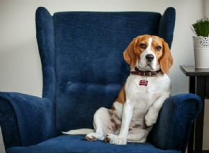 Jak psi myslí:Běžné otázky týkající se kognice psů