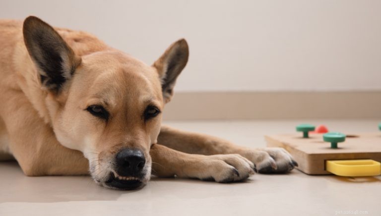 Comment pensent les chiens :questions courantes concernant la cognition canine