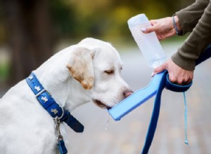개를 위한 재난 계획을 세우는 방법