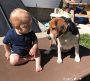O guia passo a passo para apresentar seu cão ao seu bebê