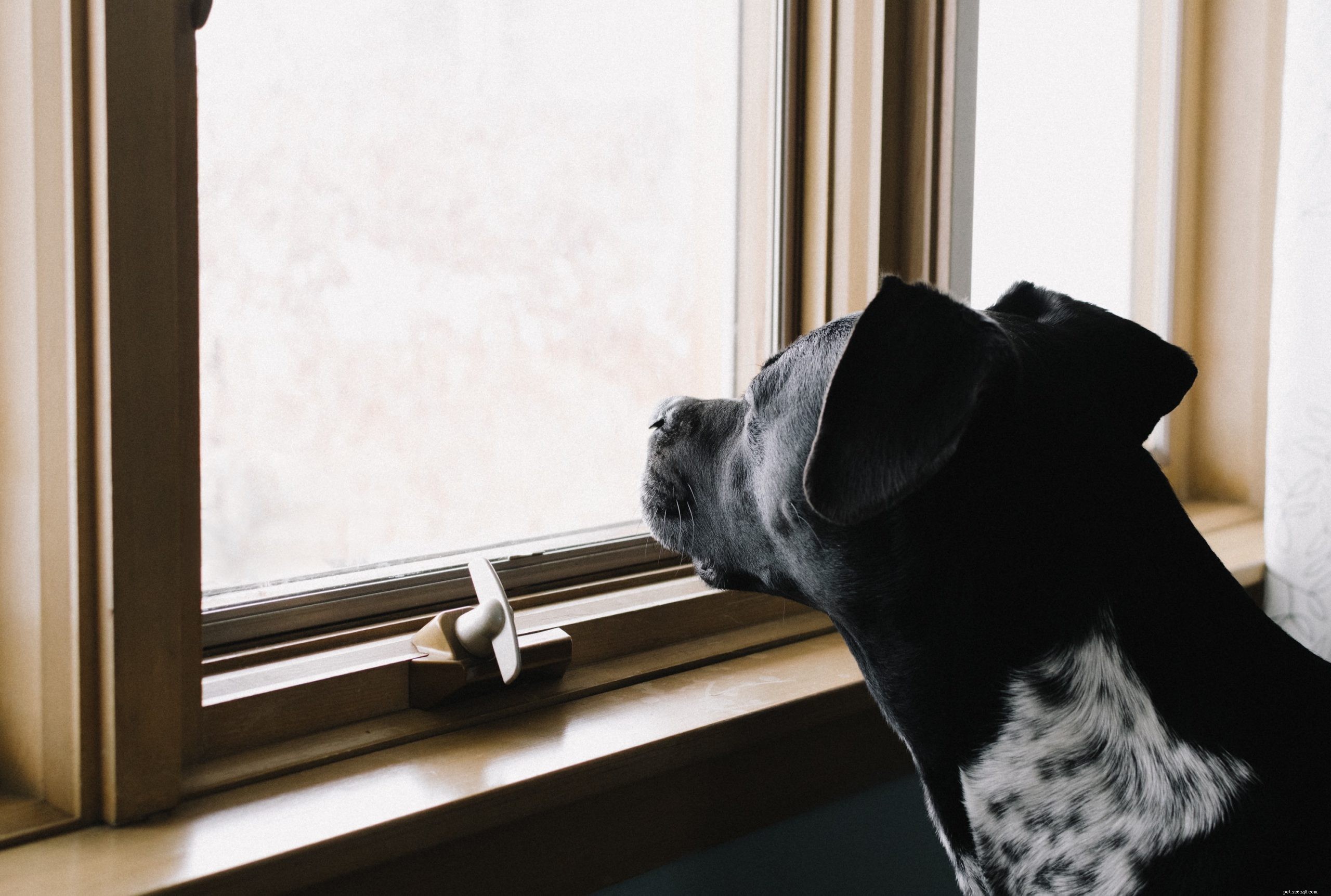 犬の分離不安を予防および管理する方法 