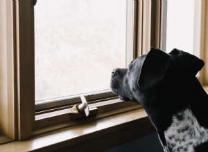 犬の分離不安を予防および管理する方法 