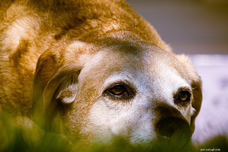 En kort lista över anledningar till att du bör adoptera en äldre hund