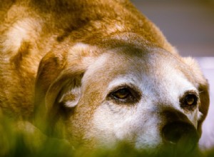 Krátký seznam důvodů, proč byste si měli adoptovat staršího psa