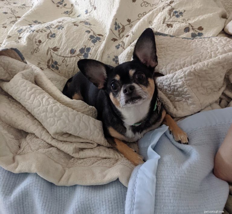 Guia de cuidados com o Chihuahua:alimentação, exercícios, personalidade e muito mais