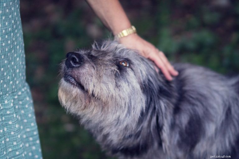 Etikett för hundälskare:Hur man närmar sig, husdjur och interagerar med hundar