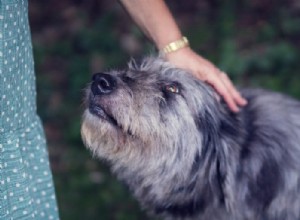 Étiquette pour les amoureux des chiens :comment approcher, caresser et interagir avec les chiens