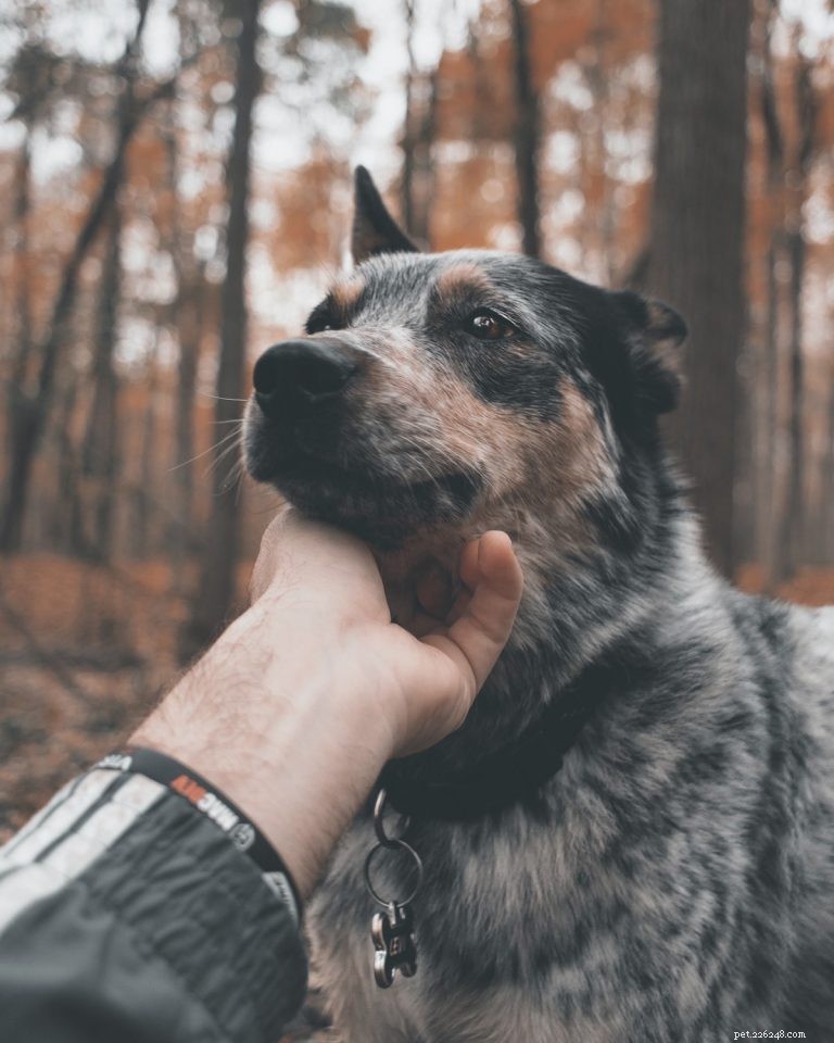 Etikett för hundälskare:Hur man närmar sig, husdjur och interagerar med hundar