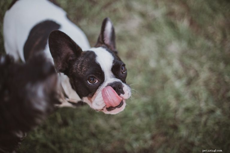 Etiketa pro milovníky psů:Jak přistupovat ke psům, jak je hladit a jak se s nimi obecně stýkat