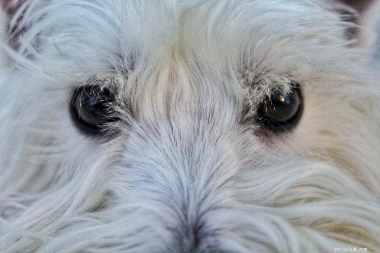 Olhos Famintos:Por que meu cachorro está olhando para mim, você, a parede