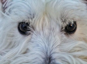Olhos Famintos:Por que meu cachorro está olhando para mim, você, a parede
