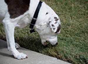 Pourquoi mon chien mange-t-il (et se roule-t-il) de l herbe ?