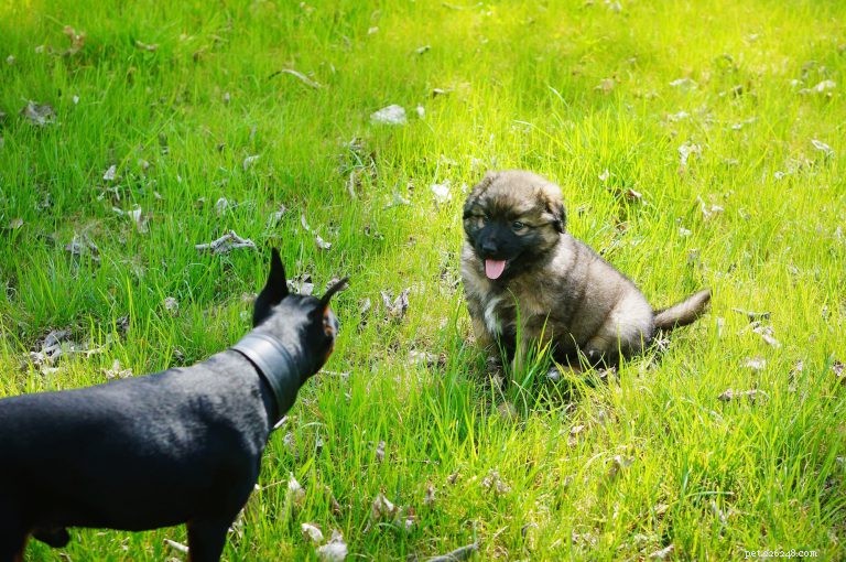 Fasi di sviluppo del cucciolo:il tuo cucciolo durante i primi 6 mesi