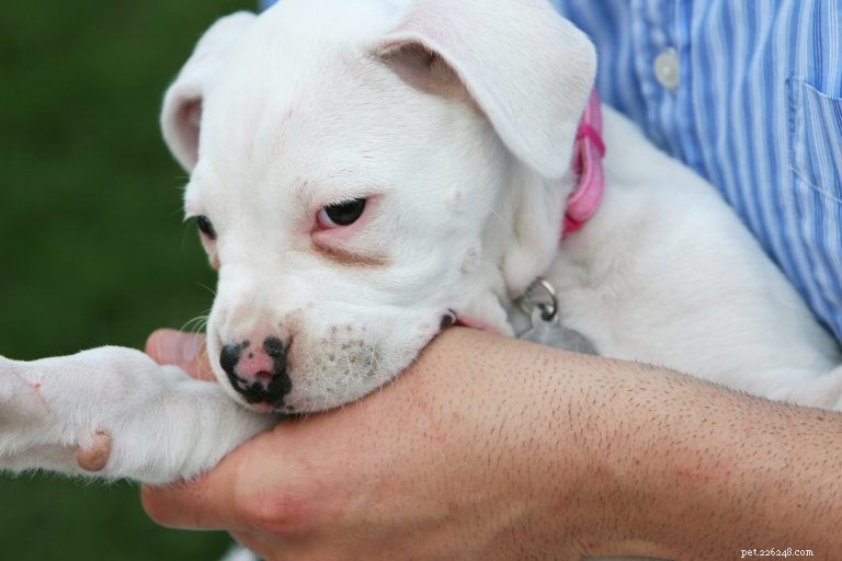 Reality (About) Bites:hoe leer je je puppy goede mondmanieren
