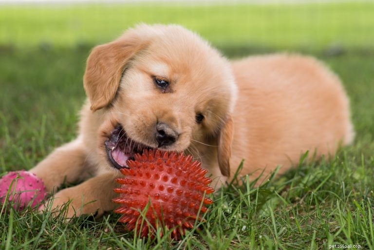 Reality (About) Bites:hoe leer je je puppy goede mondmanieren