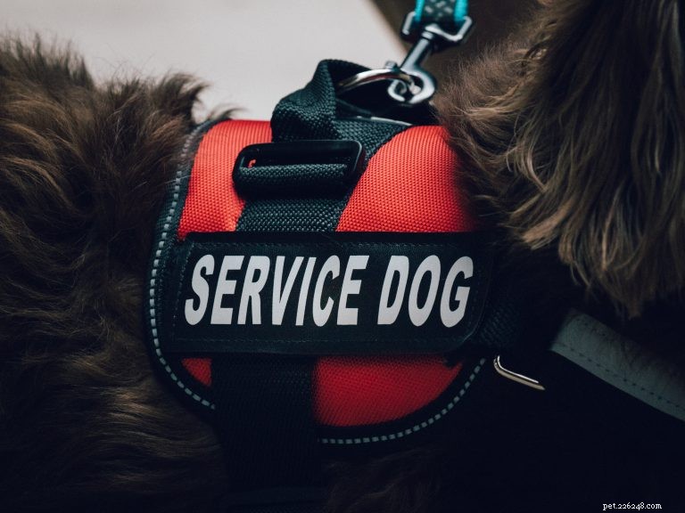 A diferença entre cães de serviço, terapia e apoio emocional