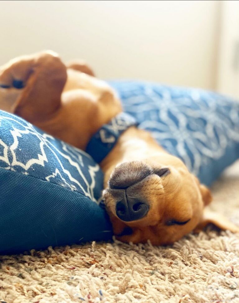 Ce que vous devez savoir sur les chiens et le sommeil