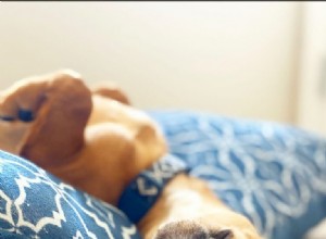 Co potřebujete vědět o psech a spánku