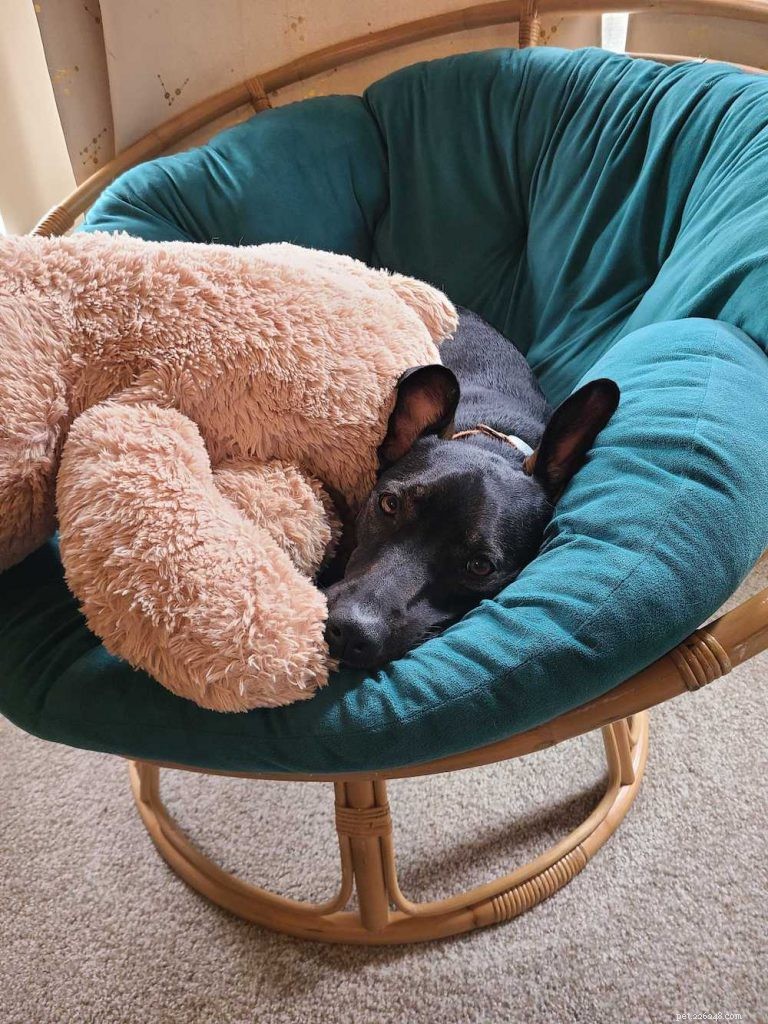 O que você precisa saber sobre cães e sono