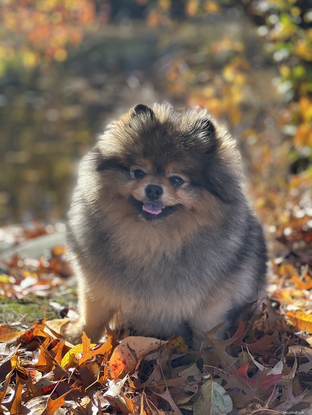 The Pomeranian Care Guide:Personlighet, historia, mat och mer