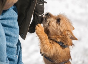 Os que fazem a diferença:10 fundamentos do cuidado com cães
