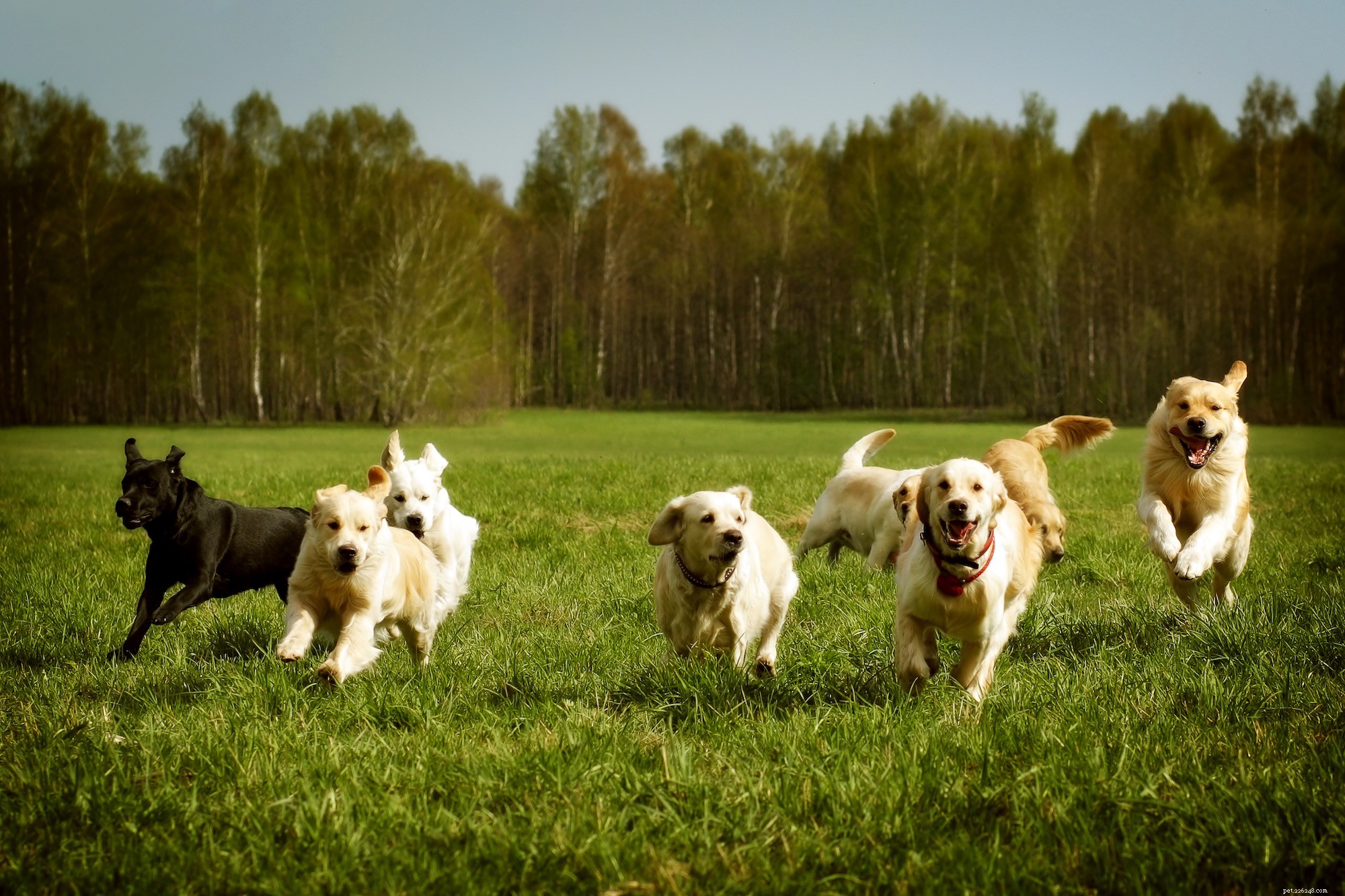 Les faiseurs de différence :10 principes fondamentaux du soin des chiens