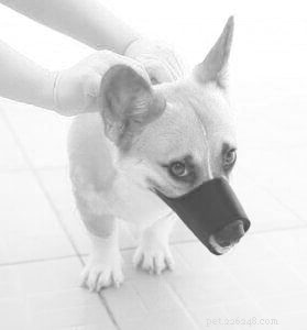 Muilkorven voor honden:wanneer en hoe te gebruiken
