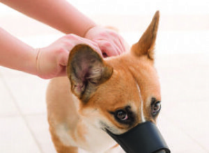 Náhubky pro psy:Kdy a jak je používat