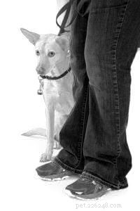 Rozpoznání psího stresu při adaptaci na nový domov