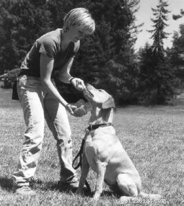Elimine comportamentos agressivos de guarda de cães