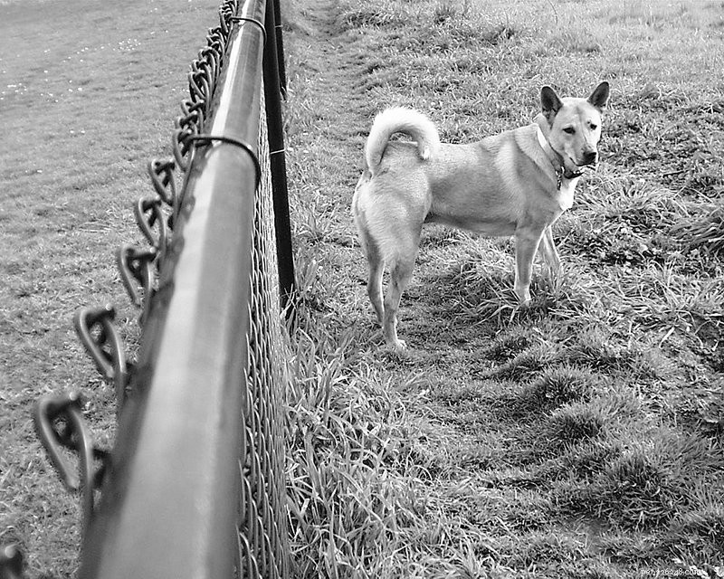Vyřešte agresi v plotě pomocí lepšího psího plotu