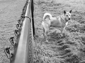 Résoudre l agression par une clôture avec une meilleure clôture pour chien