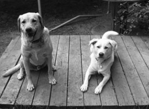 Enseigner à votre chien la maîtrise de soi