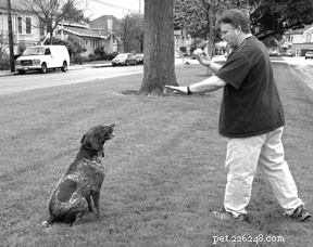 Ensinando o autocontrole ao seu cão