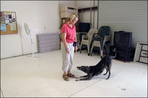 Controle de estímulo canino por meio de treinamento positivo de cães