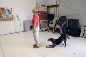Beheersing van hondenstimulansen door positieve hondentraining