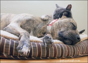 Cães e gatos vivendo juntos
