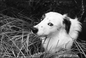 Behandling av tvångssyndrom hos hundar med akupressurteknik