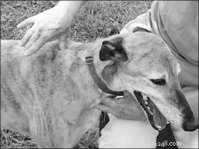 Behandling av tvångssyndrom hos hundar med akupressurteknik