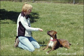 Metodi di addestramento del cane senza paura