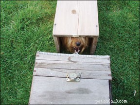 Earthdog, een ondergrondse hondentrainingsactiviteit
