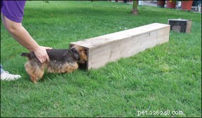 Earthdog, een ondergrondse hondentrainingsactiviteit