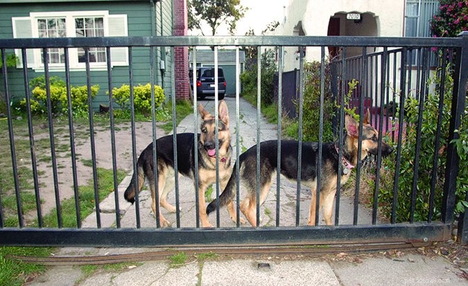 Instalação de cercas seguras e acessíveis para cães 