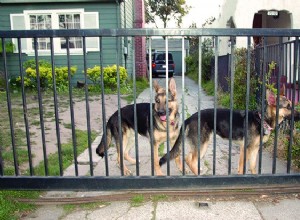 Installera säkert och prisvärt stängsel för hundar