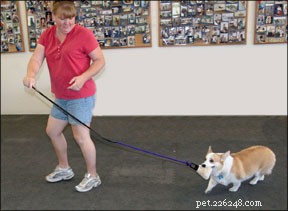 綱引きはあなたの犬と遊ぶ楽しいゲームです 
